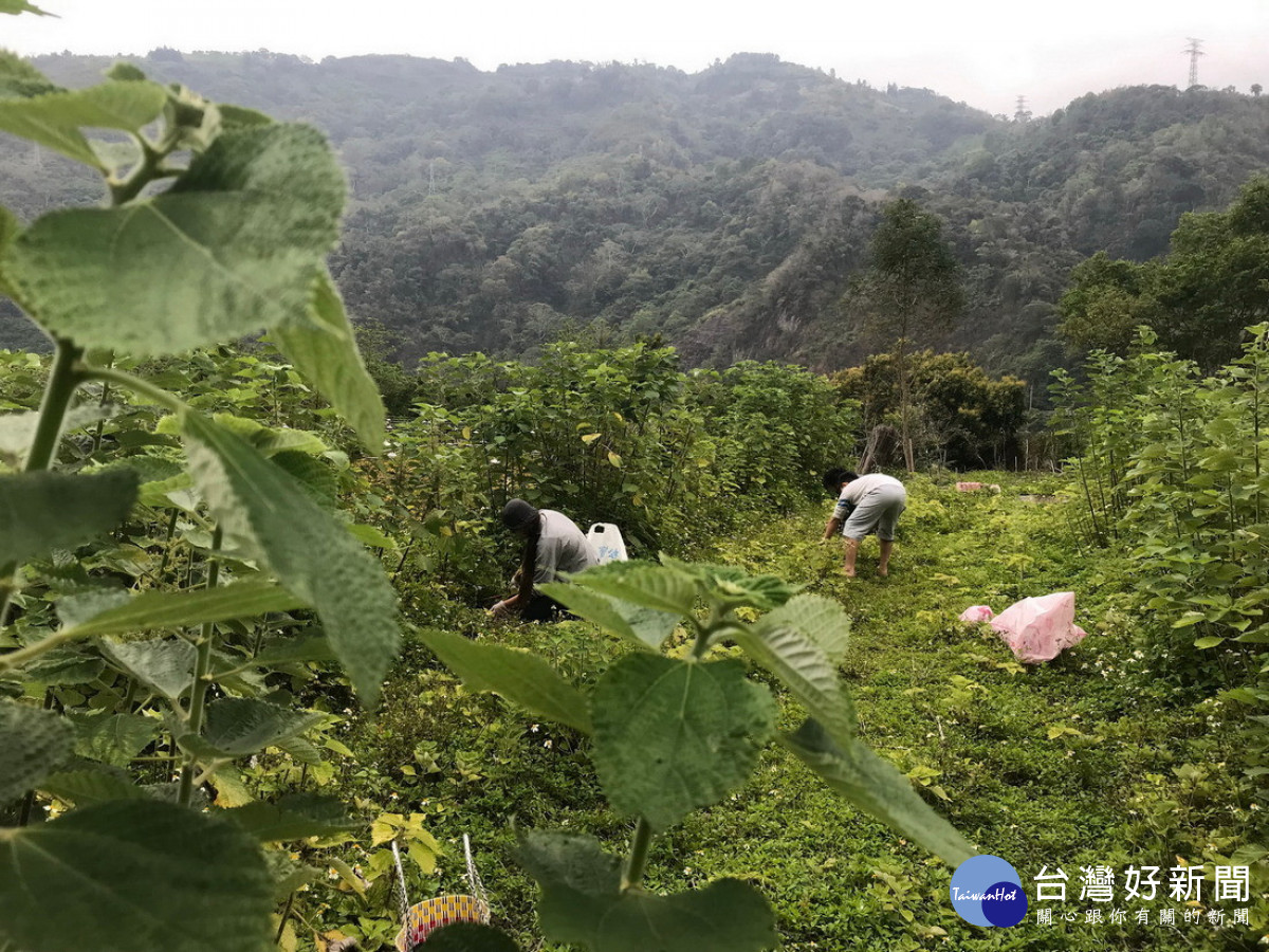 松林社區-種苗保育戶，負責苧麻種苗保育與管理。（圖/林業保育署南投分署提供）