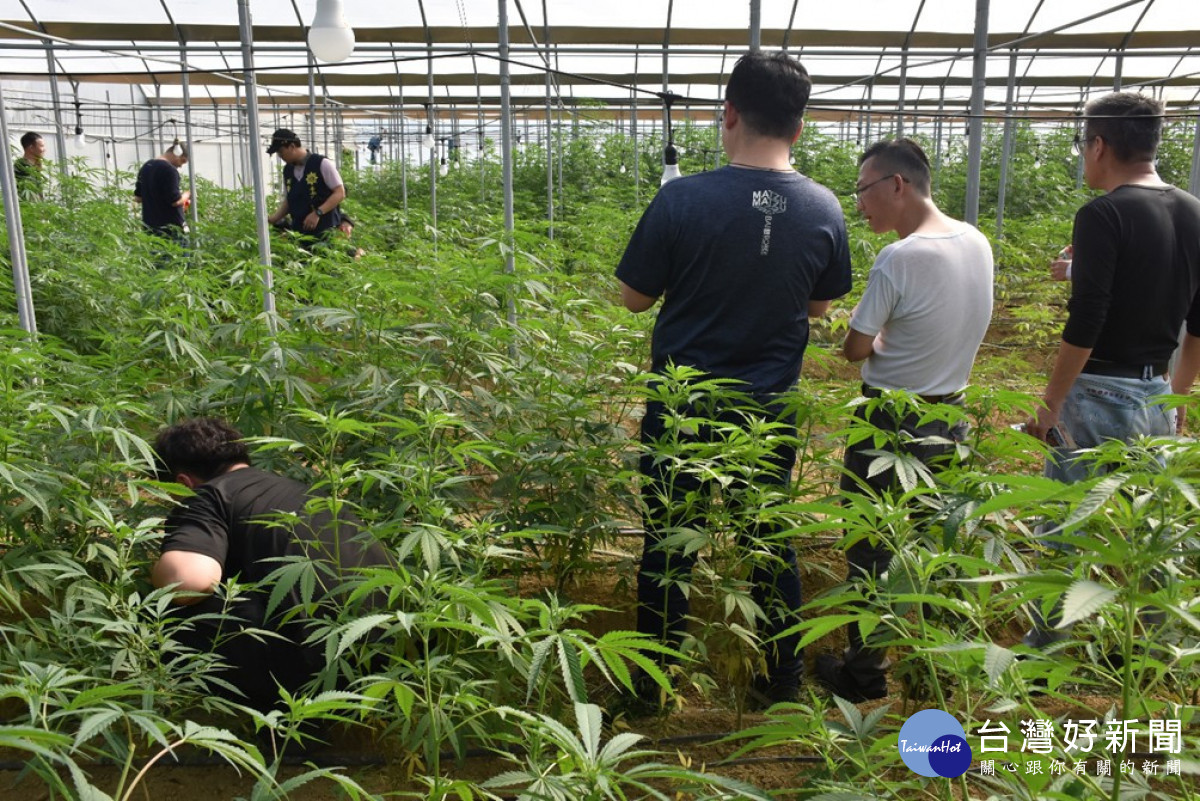 雲林檢警憲破獲史上最大戶外溫室大麻園／雲林地檢署提供