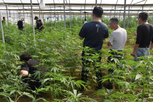 雲林檢警憲破獲史上最大戶外溫室大麻園／雲林地檢署提供