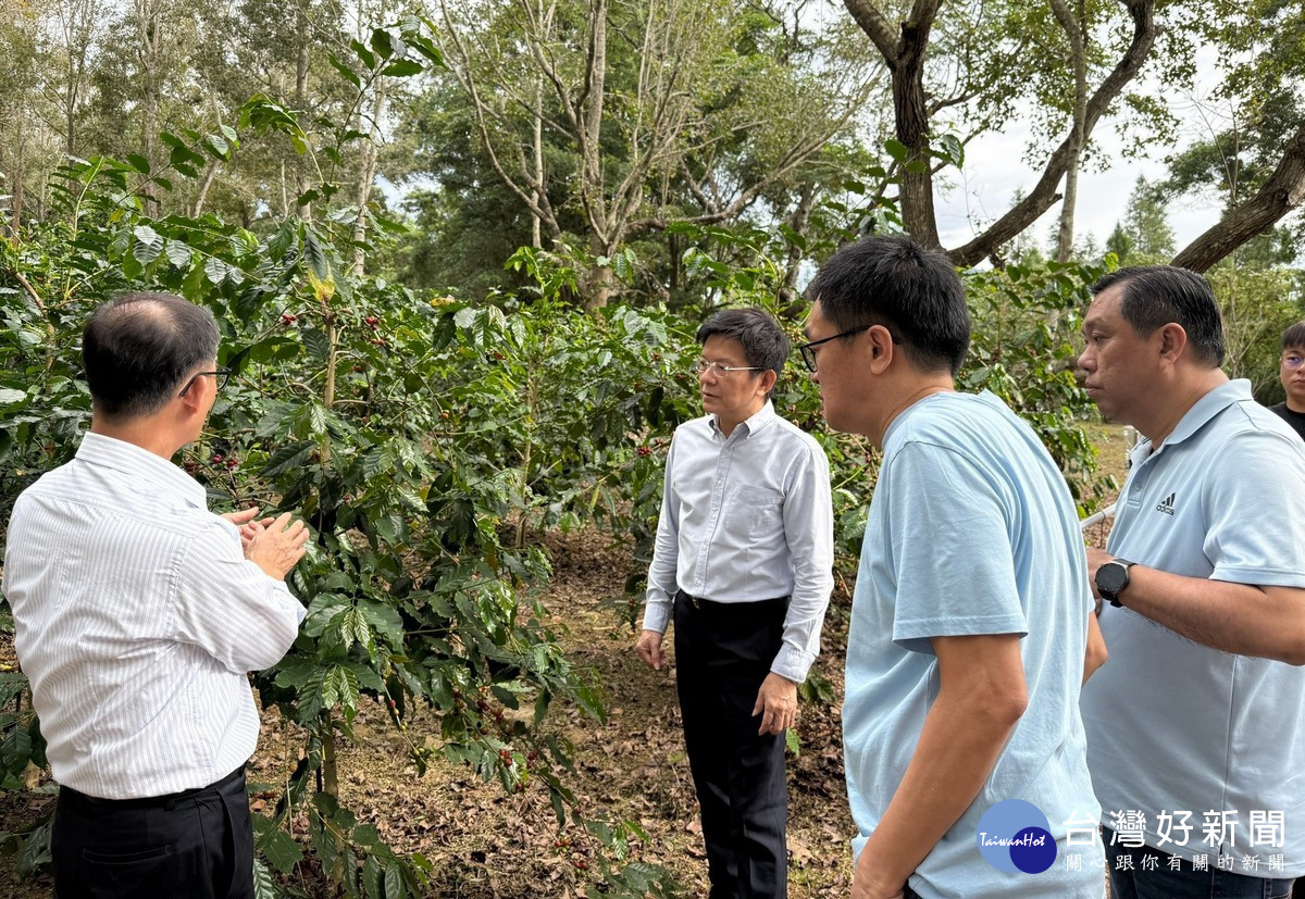 暨大樹林半遮陰的咖啡園成就暨香咖啡的特殊風味。（暨大提供）