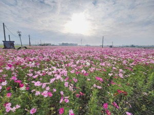 嘉義市12月活動很精彩，將在12月14、15日由花海生活揭開序幕/嘉義市府提供