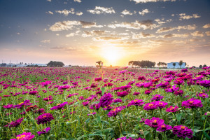 嘉義市花海節12/14登場，花況佳盛開約7成/嘉義市府提供