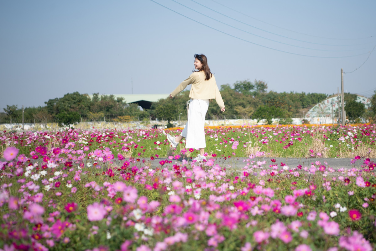 嘉義市花海節12/14登場，花況佳盛開約7成/嘉義市府提供