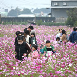 2024嘉義花海生活節今天正式開幕／陳致愷攝影