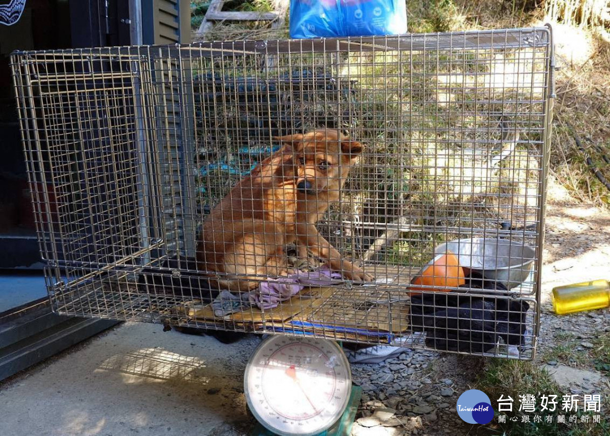 嘉畜所推測黃色浪犬應是民眾山區旅遊就地棄養或走失犬隻／嘉畜所提供