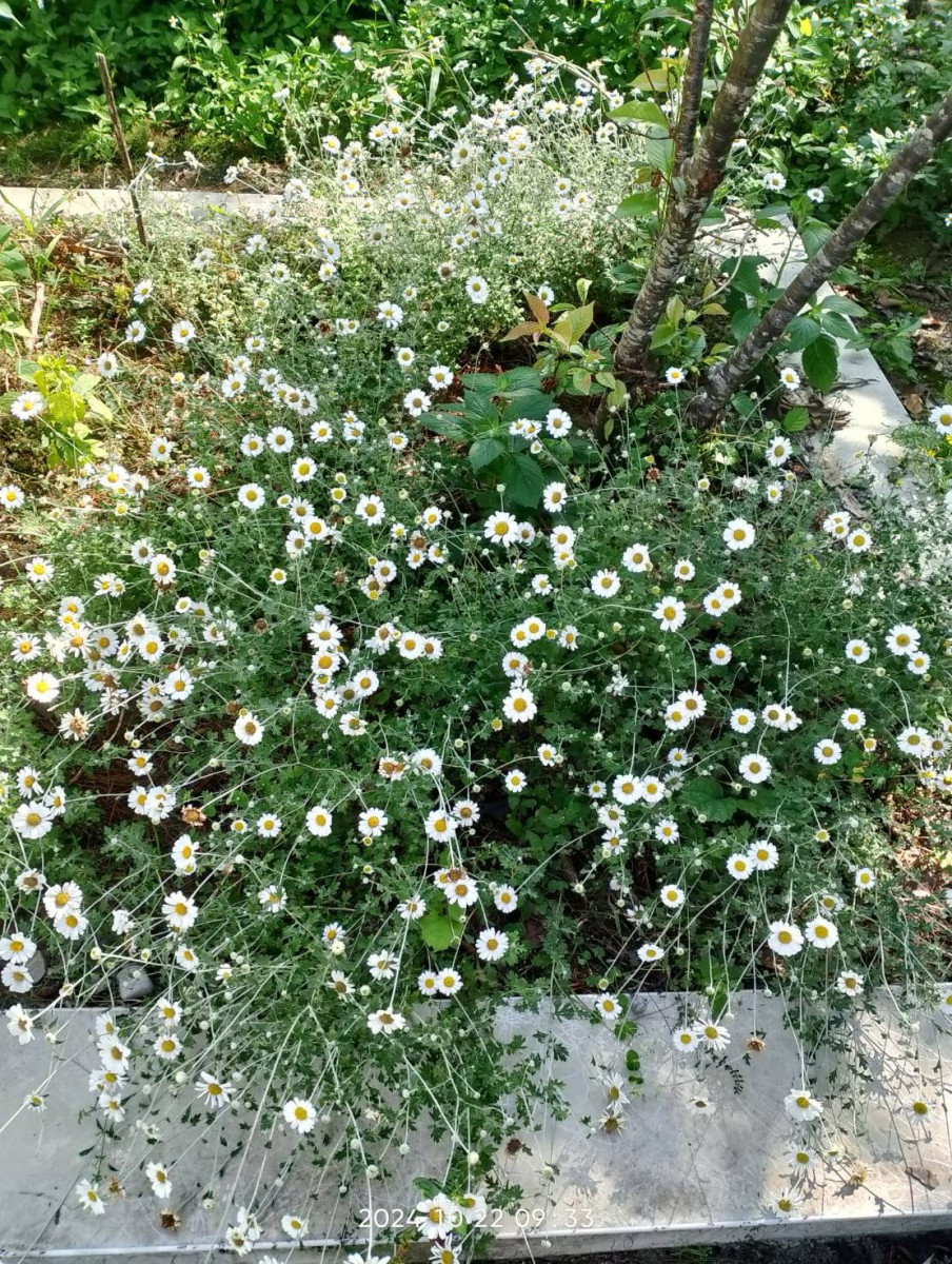 本土極危等級受威脅植物蓬萊油菊，首度在原生分布以外區域亮相。