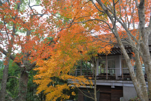 東勢林場楓葉遠近馳名，每到12月火紅的楓葉遍佈林場形成絕美的景色。（圖/東勢林場）