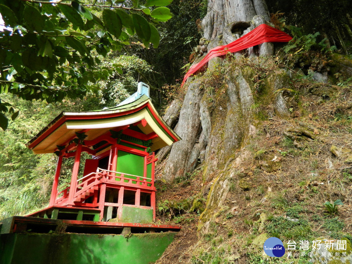 望鄉分場的紅檜神木前，有供奉著山神的迷你神社，迄今仍是林業從業人員重要的信仰來源。（林業保育署南投分署提供）