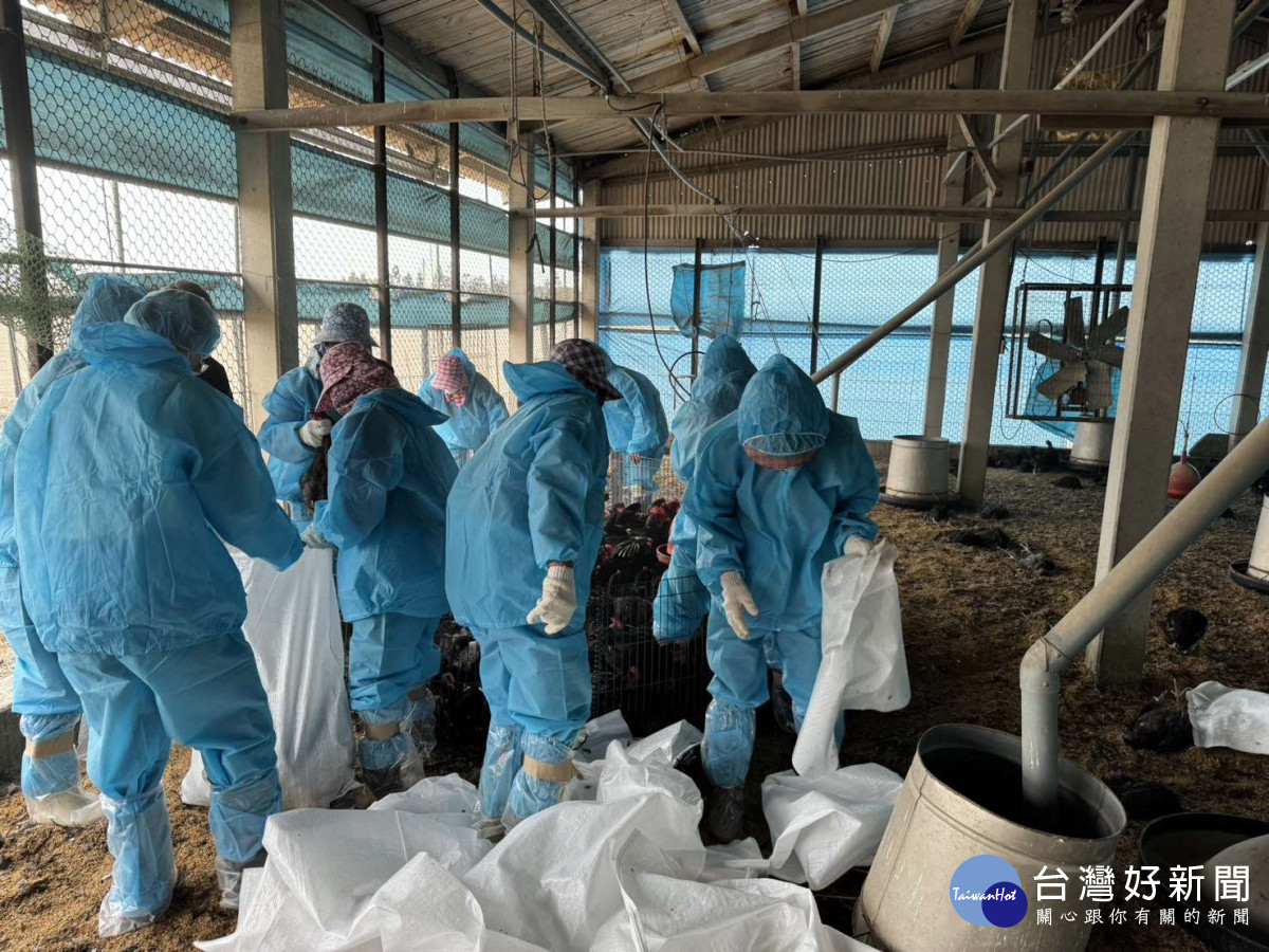 雲林縣東勢鄉某土雞場確診禽流感，防疫所執行撲殺銷毀作業／翻攝照片