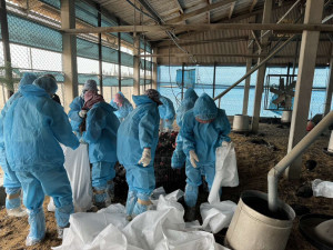 雲林縣東勢鄉某土雞場確診禽流感，防疫所執行撲殺銷毀作業／翻攝照片