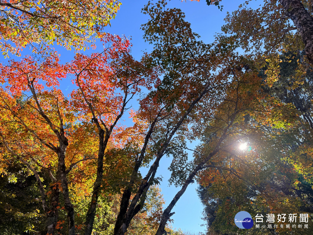 收費站周邊青楓、紅榨槭呈現紅黃色彩。