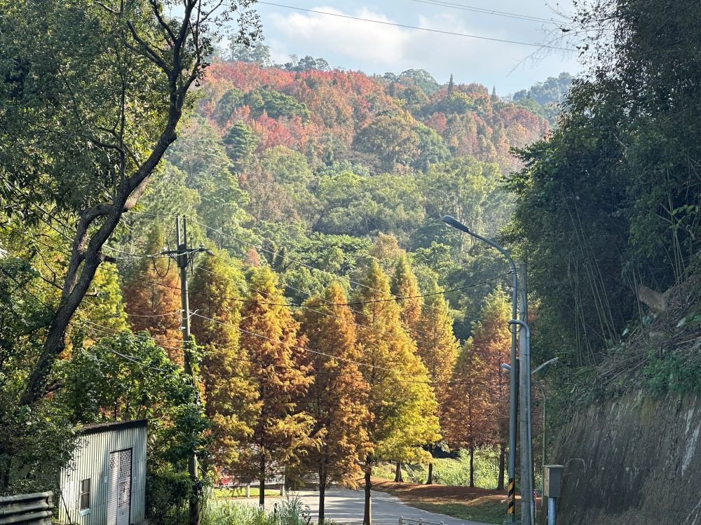 東勢林場入蔻處就可以先賞到變葉木點綴山林的美景。（圖/地方中心）