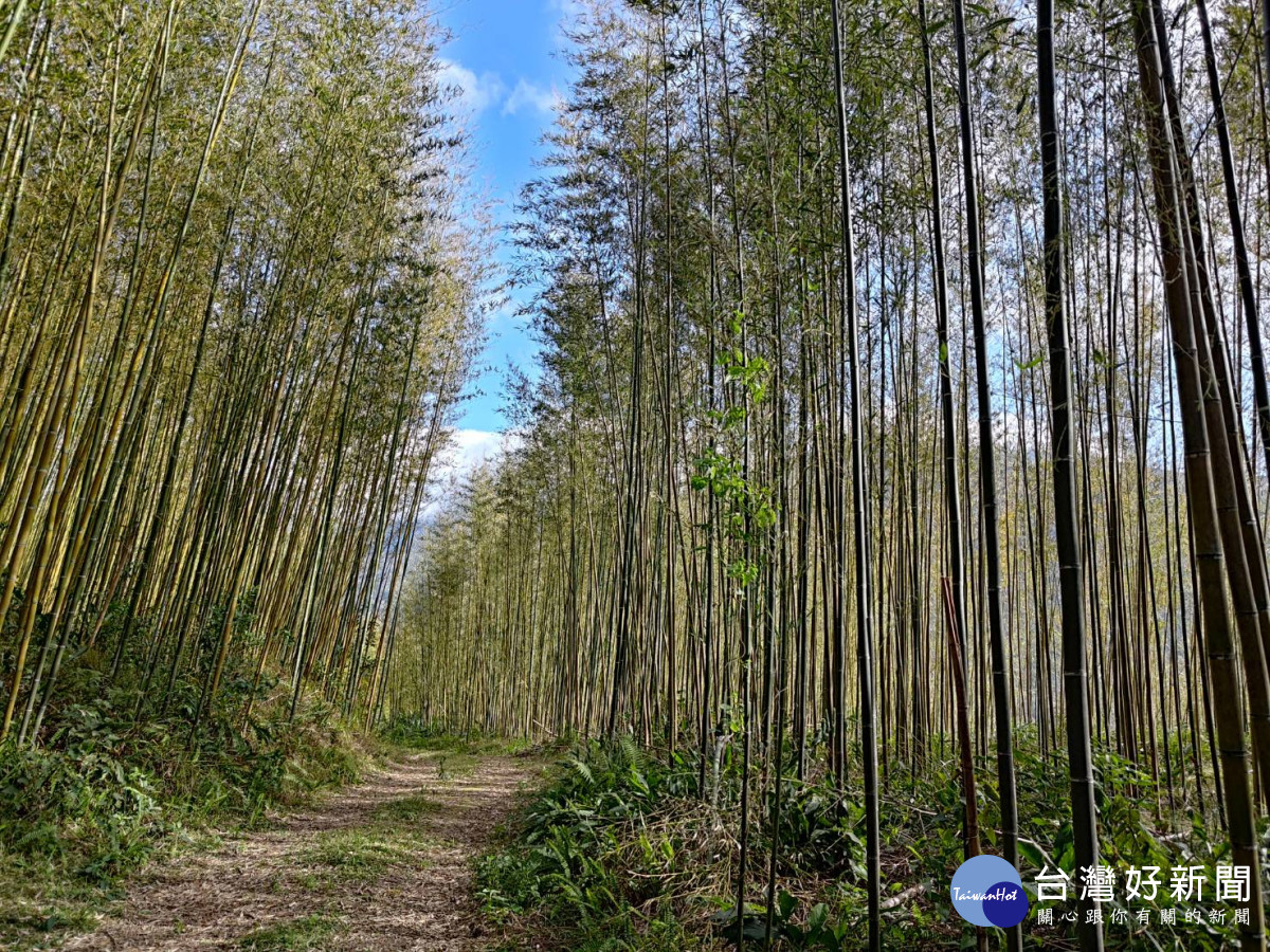 雜亂的竹林變得煥然一新，翠綠的新竹在陽光的映照下搖曳生姿。