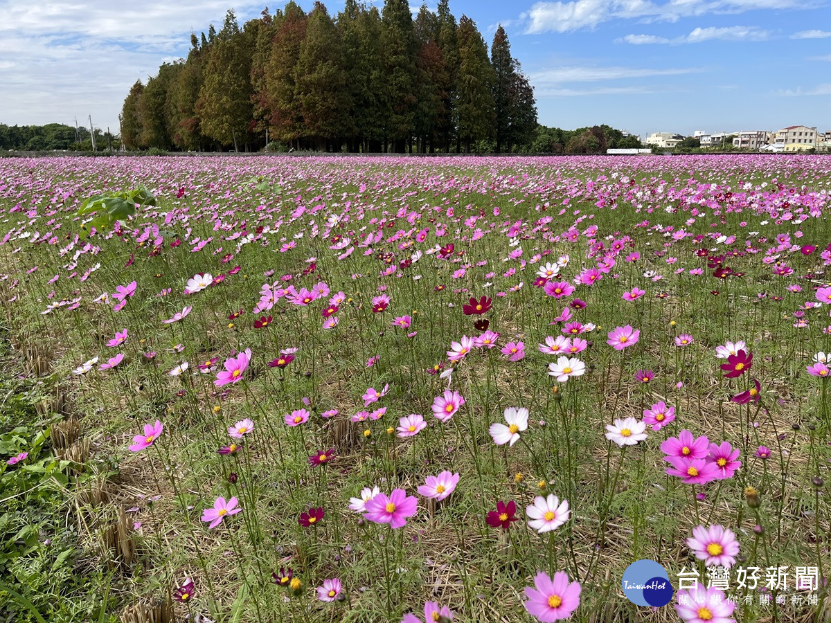 員林南區公園旁營造繽紛花海　大波斯菊花田綻放農田新活力