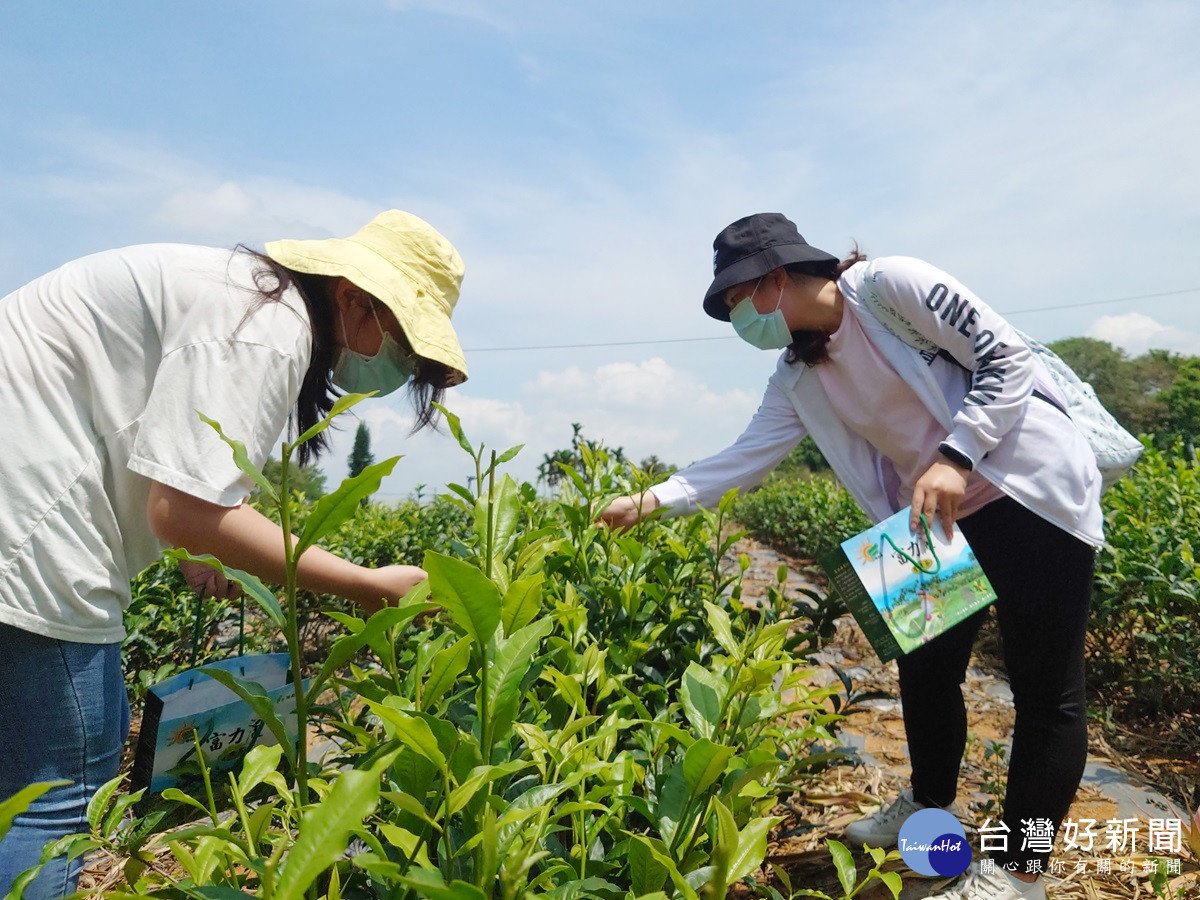 大葉獲教育部大學社會責任計畫獎助 　推動竹山茶產業發展