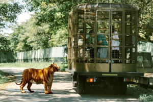 入住六福莊!全台唯一「勇闖猛獸島體驗」帶您近距離感受大型肉食動物即在眼前的震撼。