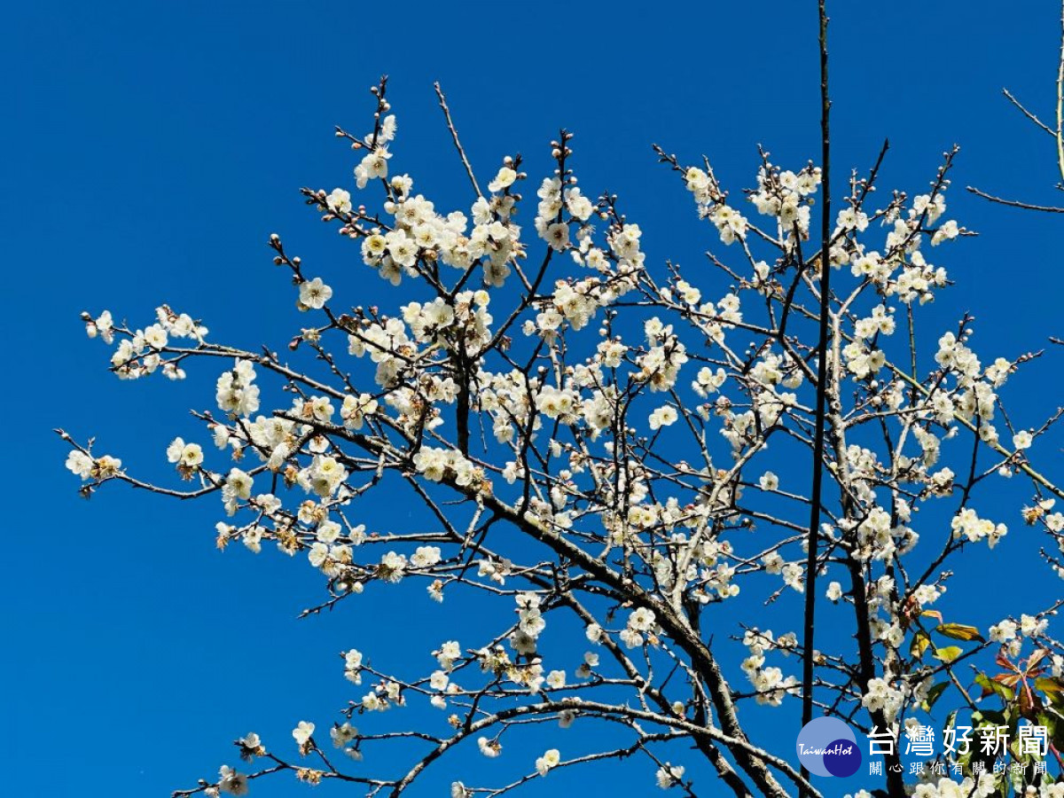 信義鄉的梅花已經進入盛開期。（圖/記者賴淑禎攝）