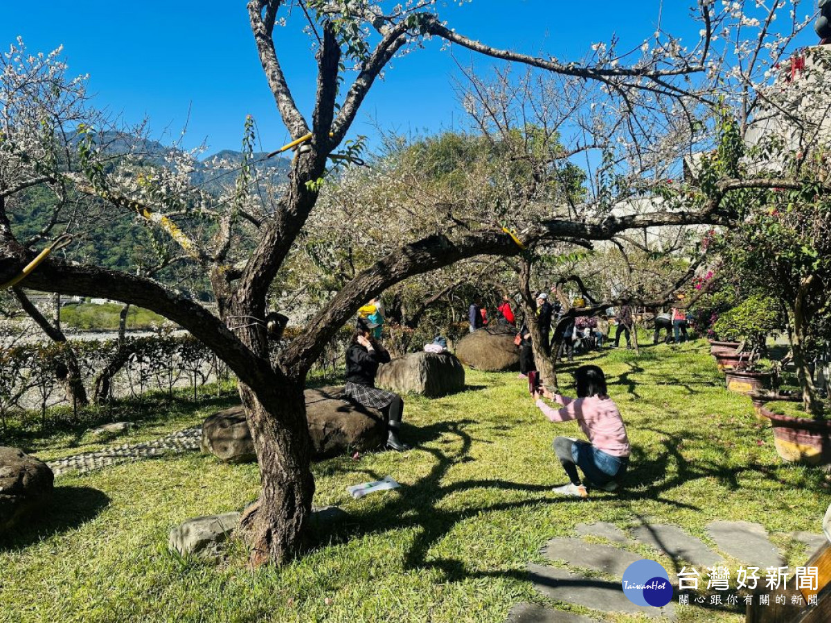 信義鄉梅子夢工廠園區內的梅花盛開吸引欣賞。（圖/記者賴淑禎攝）