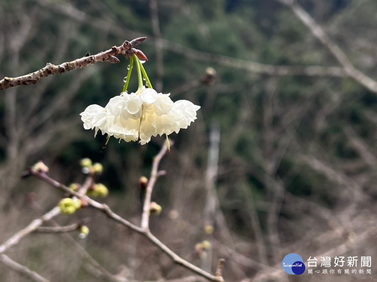 台灣雪櫻預計在春節即可欣賞。