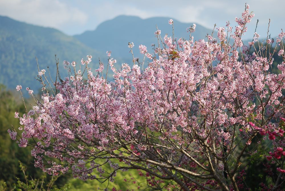 東勢林場在農曆春節期間正是賞花好時節，林場內的櫻花開始綻放。(圖/東勢林場)