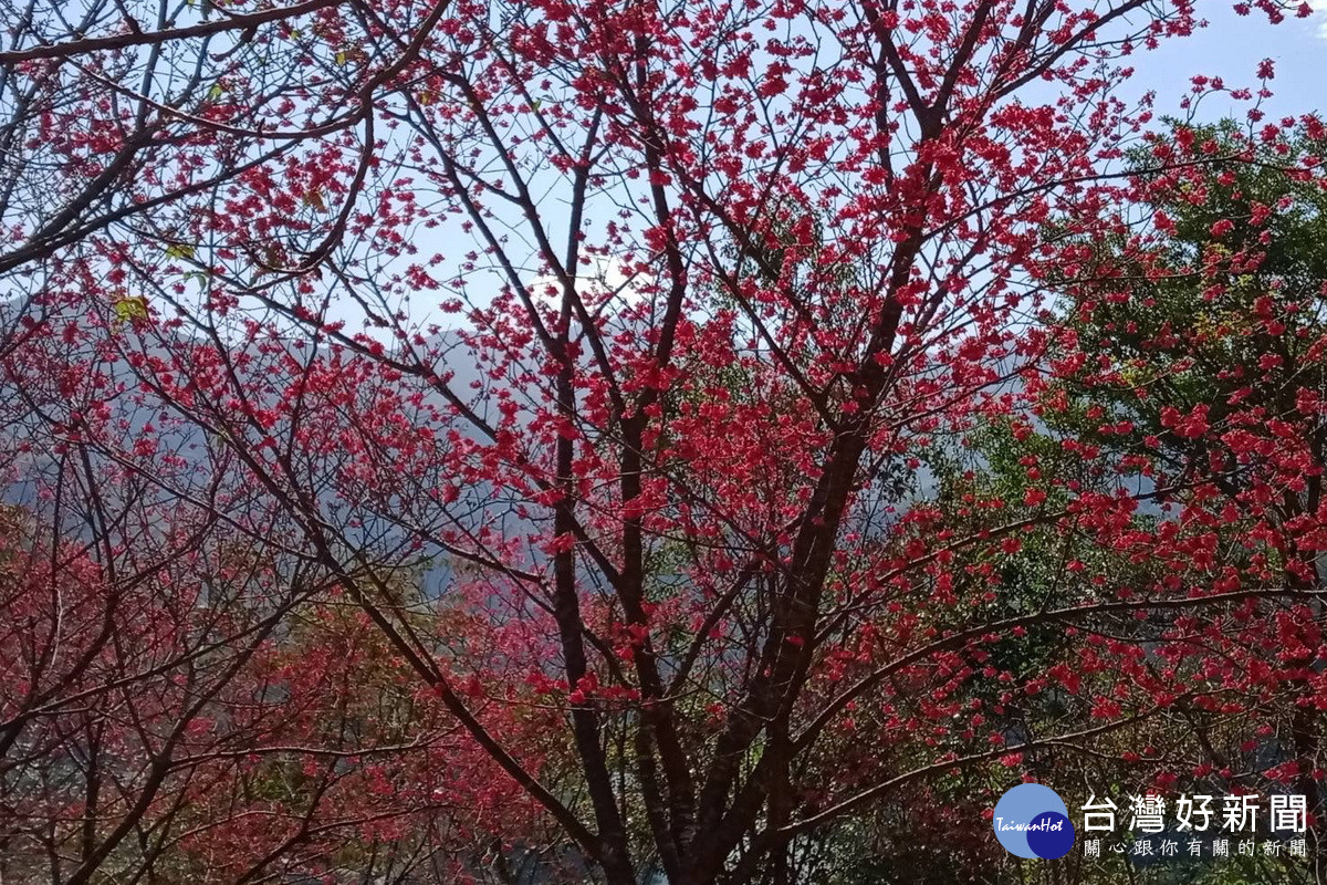 迎新春賞美景，桃市觀旅局邀您來角板山賞花踏青。<br />
