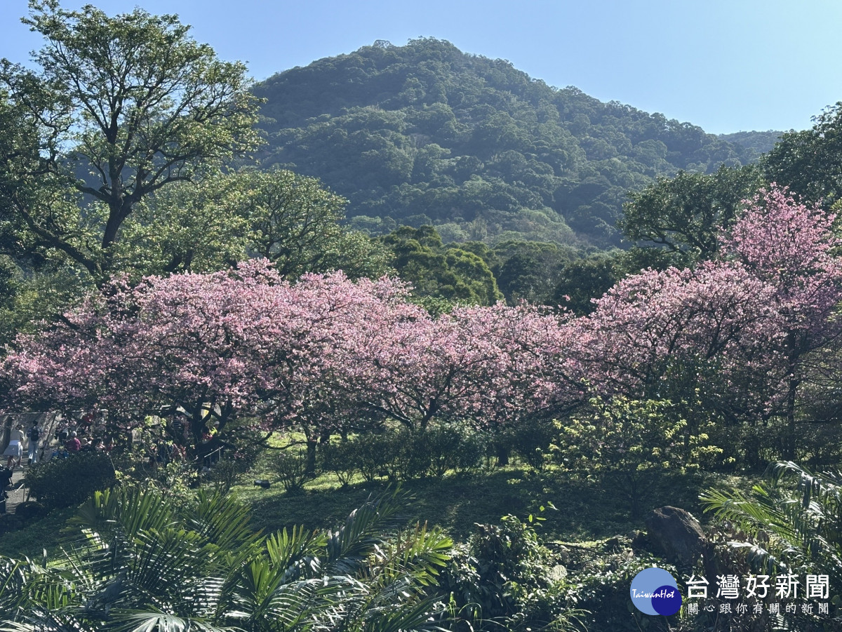 侯友宜初二淡水走春　邀市民朋友天元宮賞櫻過好年