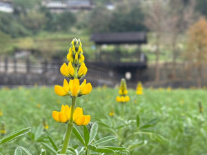 魯冰花（圖／台北市大地處提供）