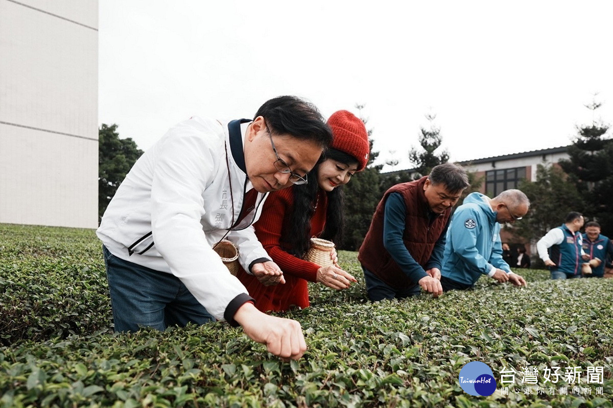 桃園市長張善政同夫人張琦雅於茶園體驗採摘東方美人茶。<br />
