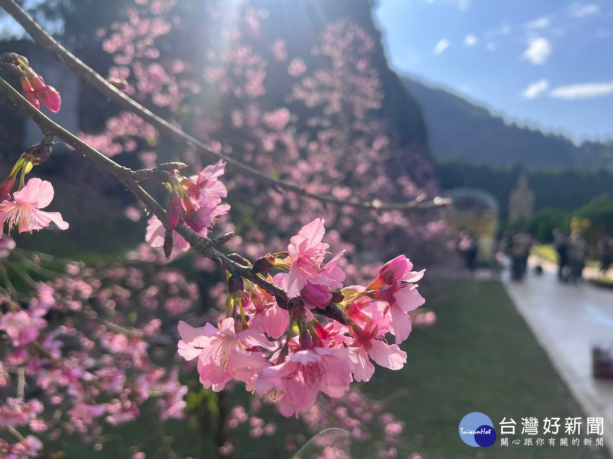 歐洲花園的枝垂櫻是櫻花祭的第一波主角擔當。