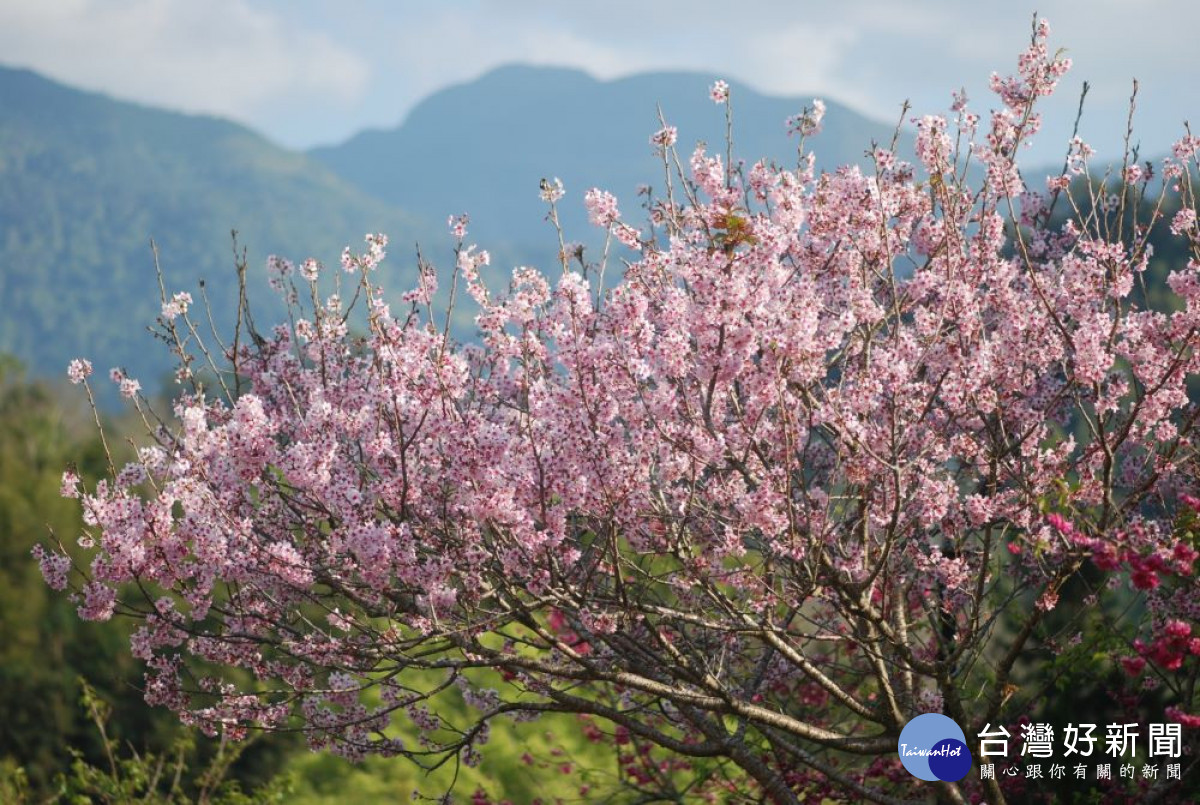 東勢林場雪白的李花農曆過年後陸續綻放，未來兩週是最適合賞花的花期。（圖/東勢林場）