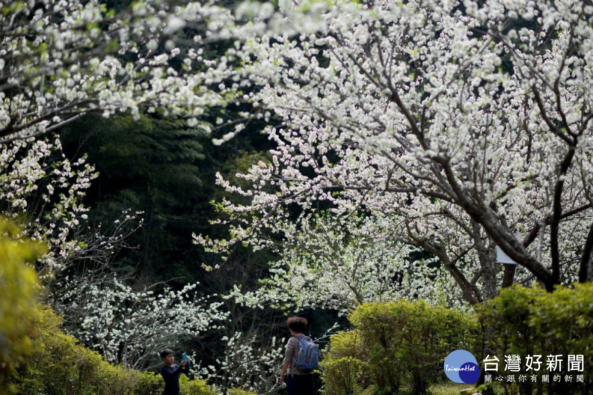 東勢林場雪白的李花農曆過年後陸續綻放，未來兩週是最適合賞花的花期。（圖/東勢林場）