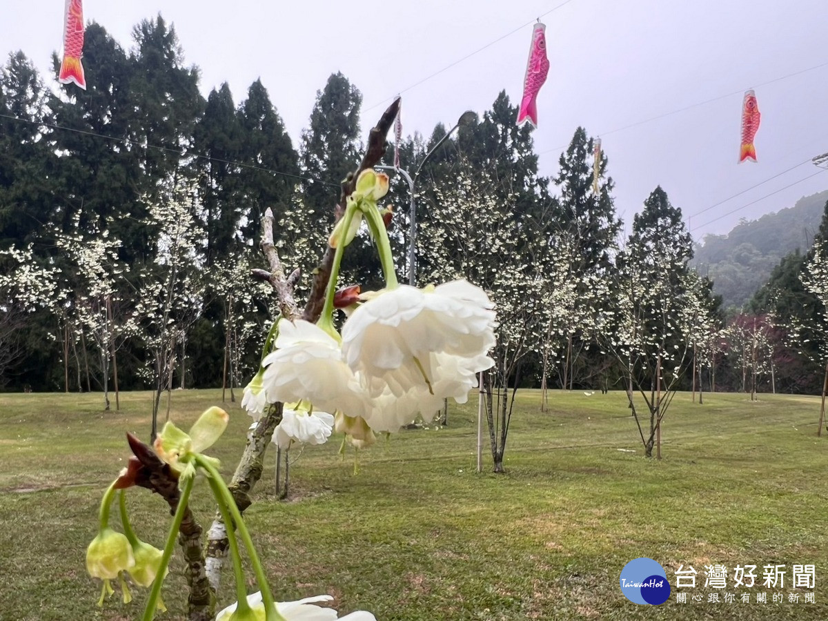 九族獨家培育的雪櫻「白色戀人」，今年花況看似即將要大爆發，因此特別舉辦一系列的活動要來推廣這個明日之星「台灣雪櫻」。