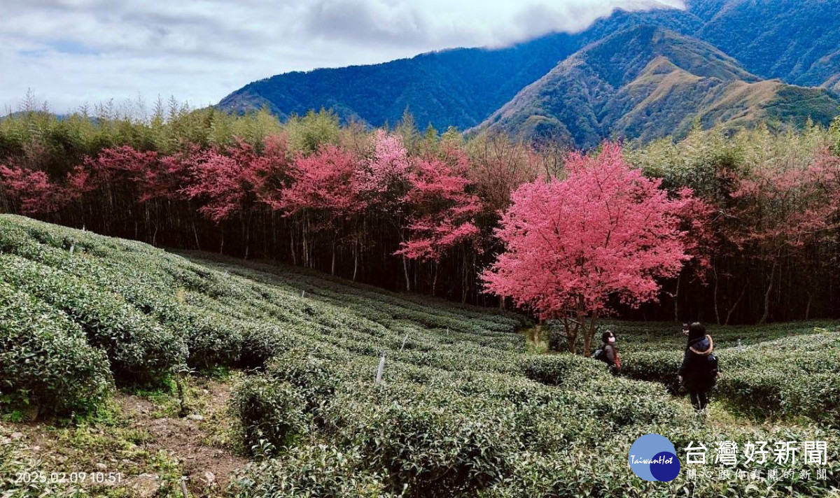 國際扶輪3502地區舉辦「2025拉拉山新春櫻花茶會」圓滿落幕。