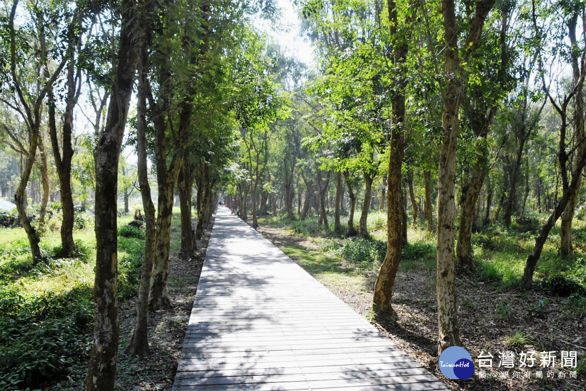 彰縣府斥資千萬改善化溪州公園森林木棧道區「媲美溪頭」。圖／彰化縣政府提供