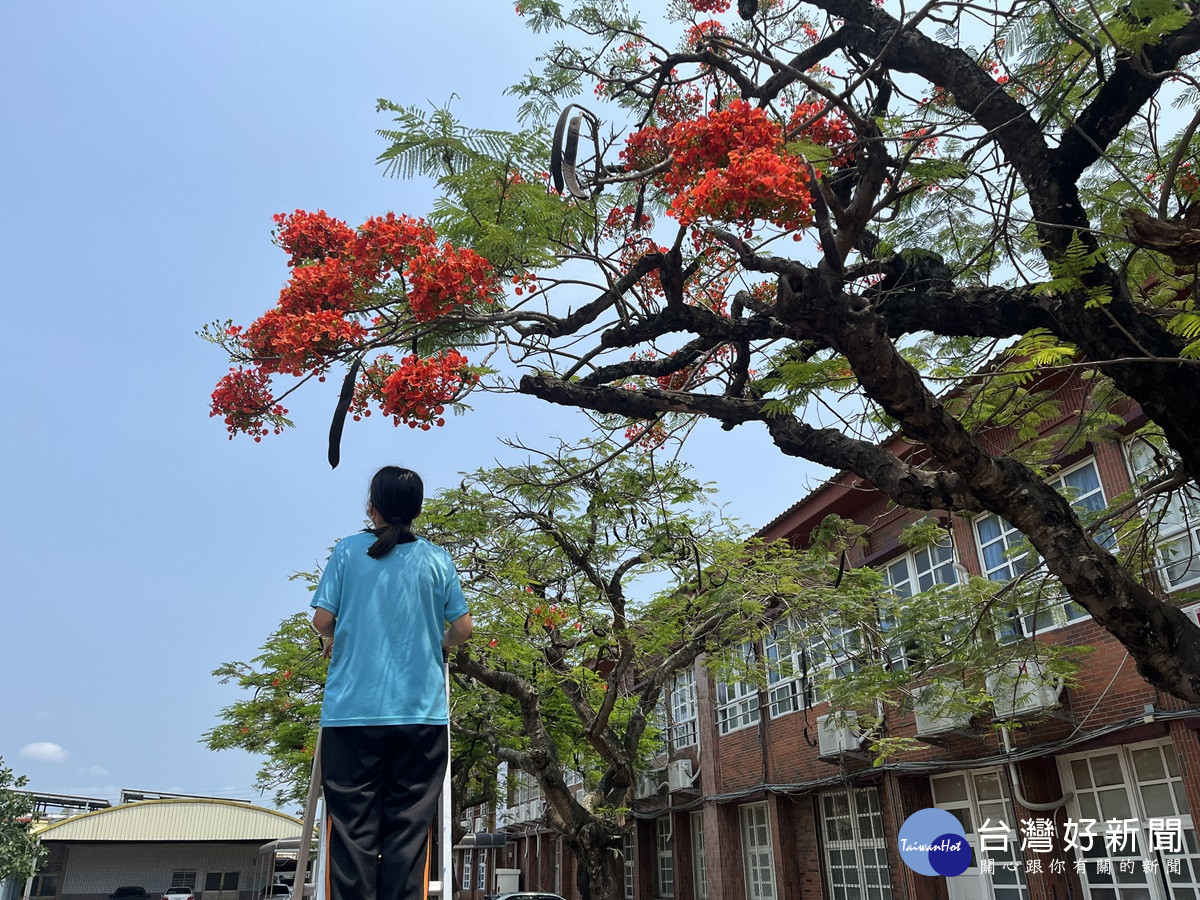 從地方到國際舞台的堅持與努力　原斗國中小勇奪國際科展植物學四等獎