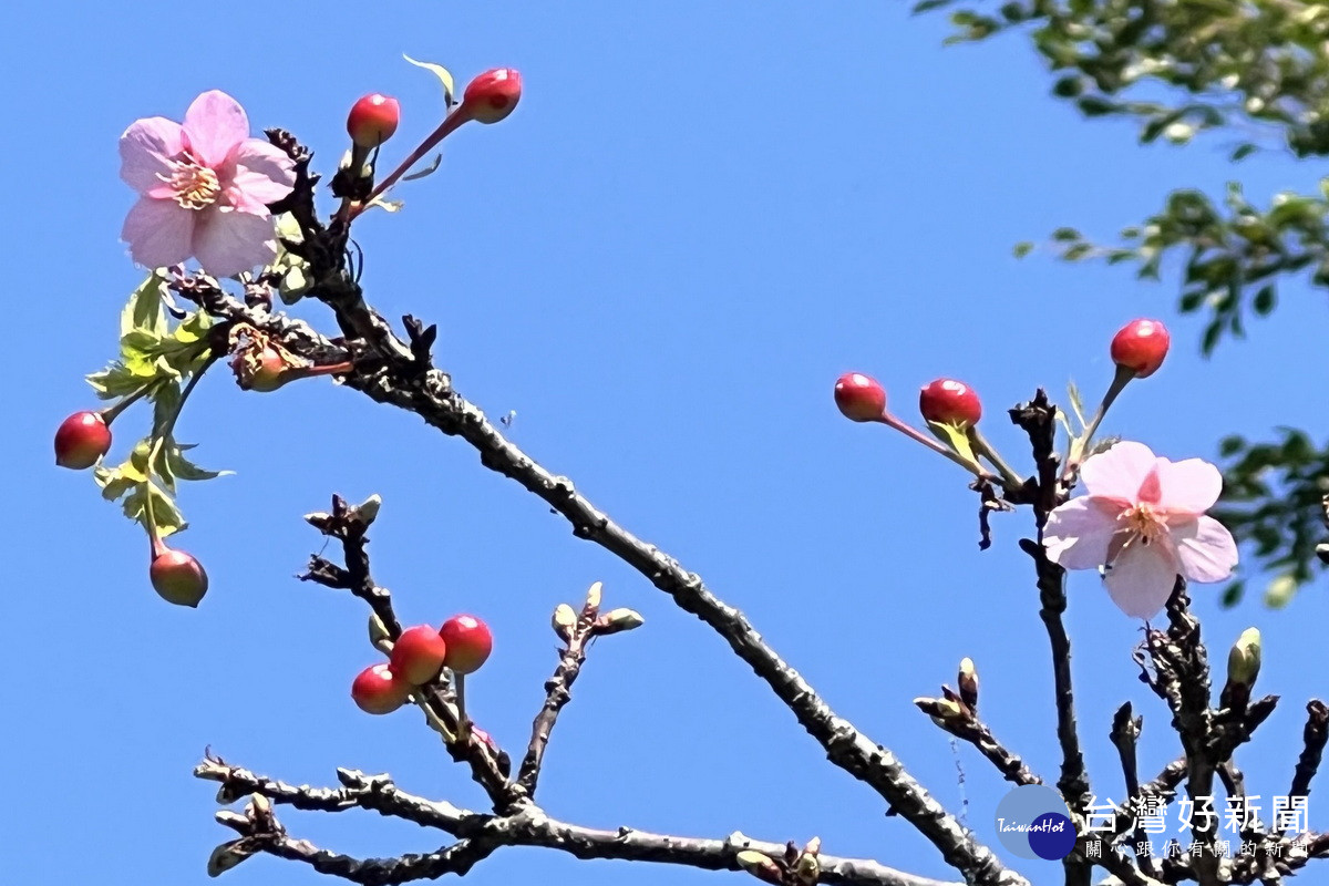 櫻花陸續盛開，桃園市政府環保局推薦民眾3處空氣淨化區賞櫻。