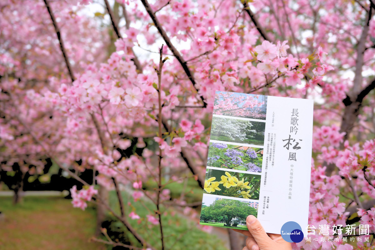 中大櫻花綻放　《長歌吟松風》新書出版相得益彰