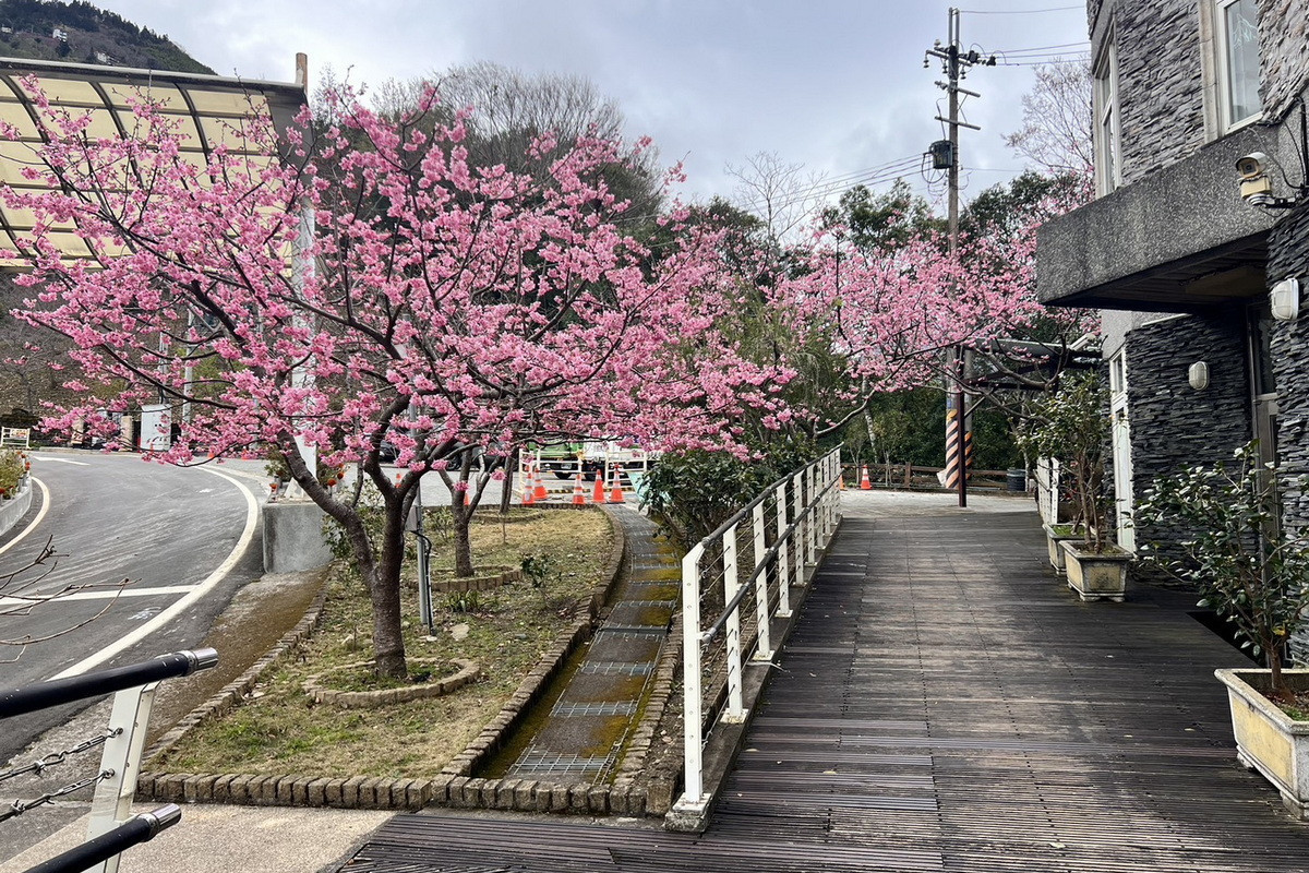 拉拉山遊客中心和中巴陵櫻木花道昭和櫻已全部盛開。<br />
