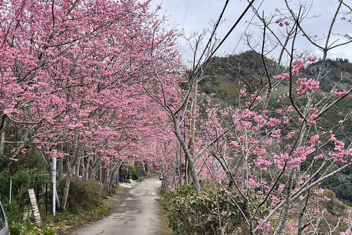 拉拉山遊客中心和中巴陵櫻木花道昭和櫻已全部盛開。<br />
