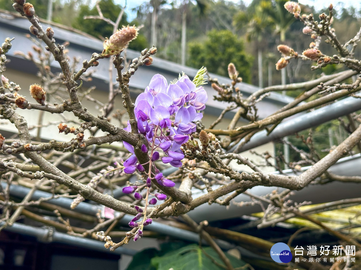 嘉義梅山的「阿喜紫藤」花苞已悄然綻放，預告紫藤花季即將來臨／嘉義縣府提供