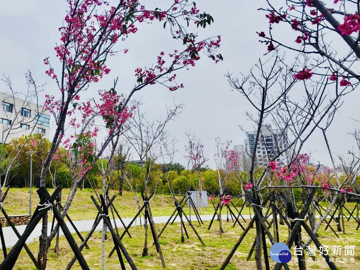 讓樹木有個適合的家！南屯嶺東公園現櫻花綻放點綴初春景色