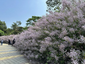 鹿谷鄉麝香木花道美不勝收。（記者扶小萍攝）