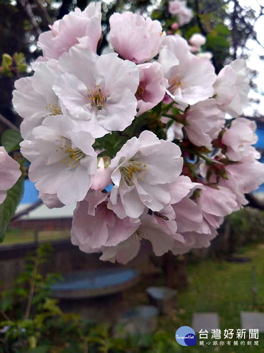 八德瑞源街吉野櫻盛開    粉紅花海陸續綻放浪漫登場