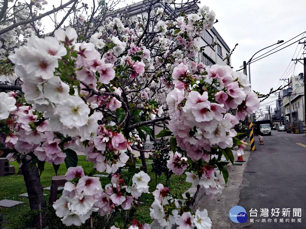 八德瑞源街吉野櫻盛開    粉紅花海陸續綻放浪漫登場