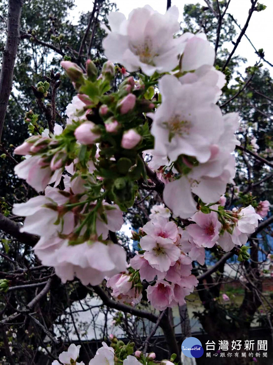 八德瑞源街吉野櫻盛開    粉紅花海陸續綻放浪漫登場