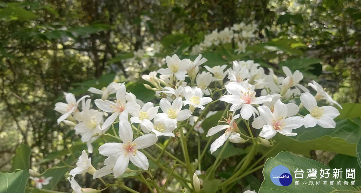 瓦拉米步道山風賞桐花。（玉管處提供）