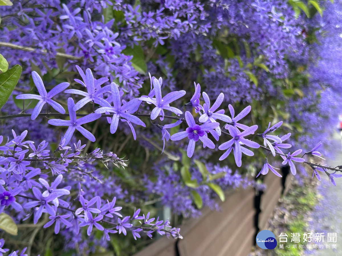 錫葉藤花中有花甚是奇特。（記者扶小萍攝）