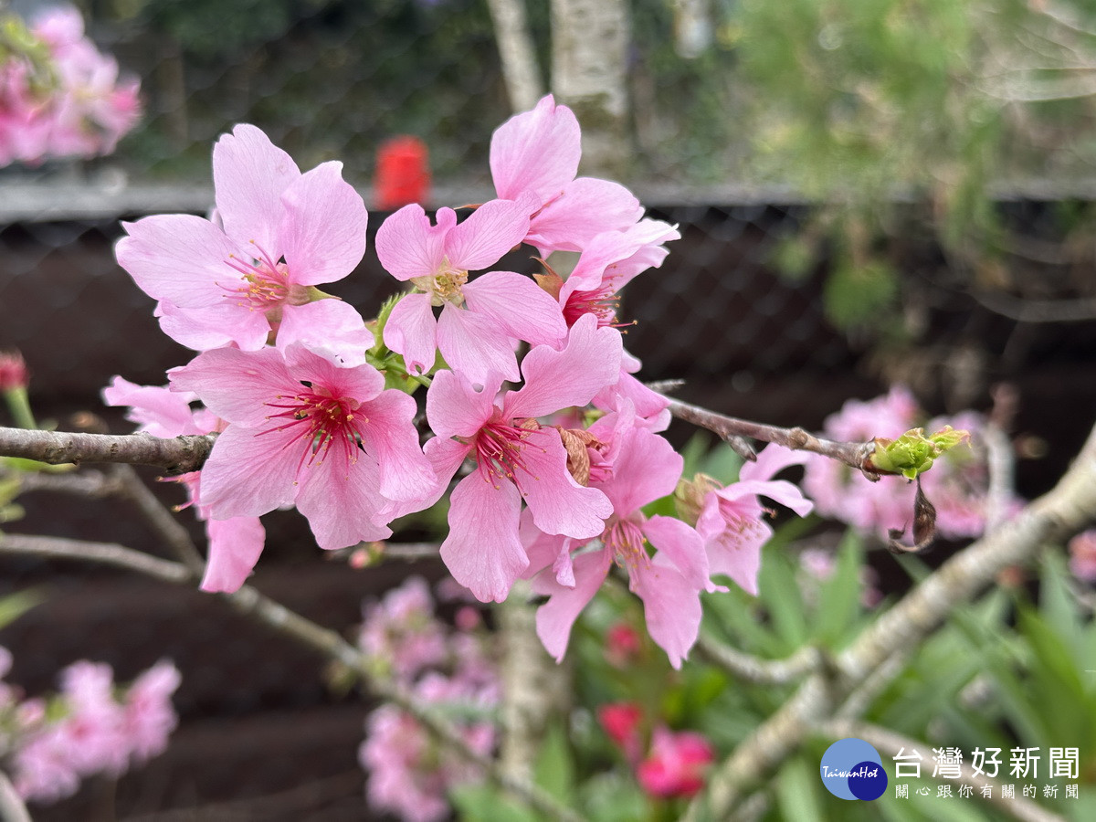 昭和櫻粉色花十分柔美。（記者扶小萍攝）