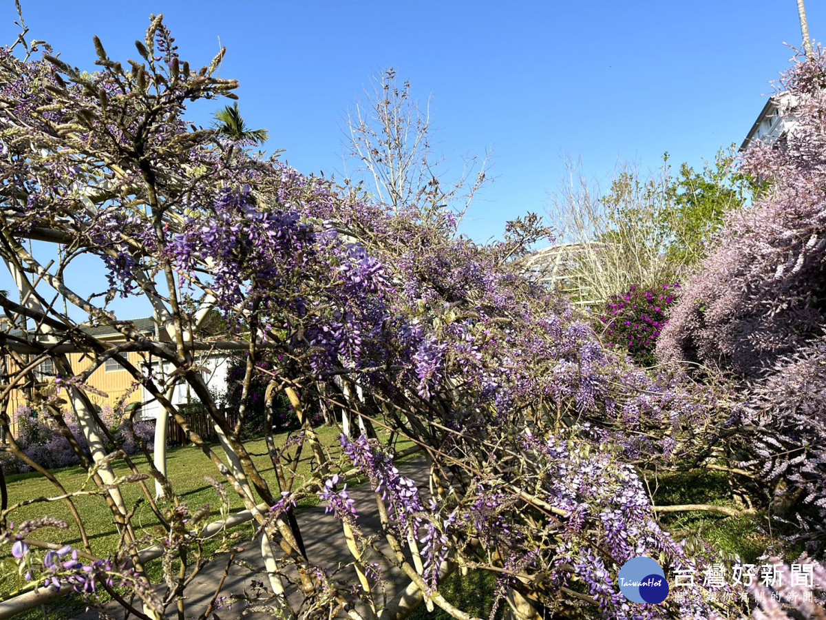 嘉義縣瑞里紫藤花季3月15日登場，王鼎茶園民宿目前花況／嘉義縣府提供