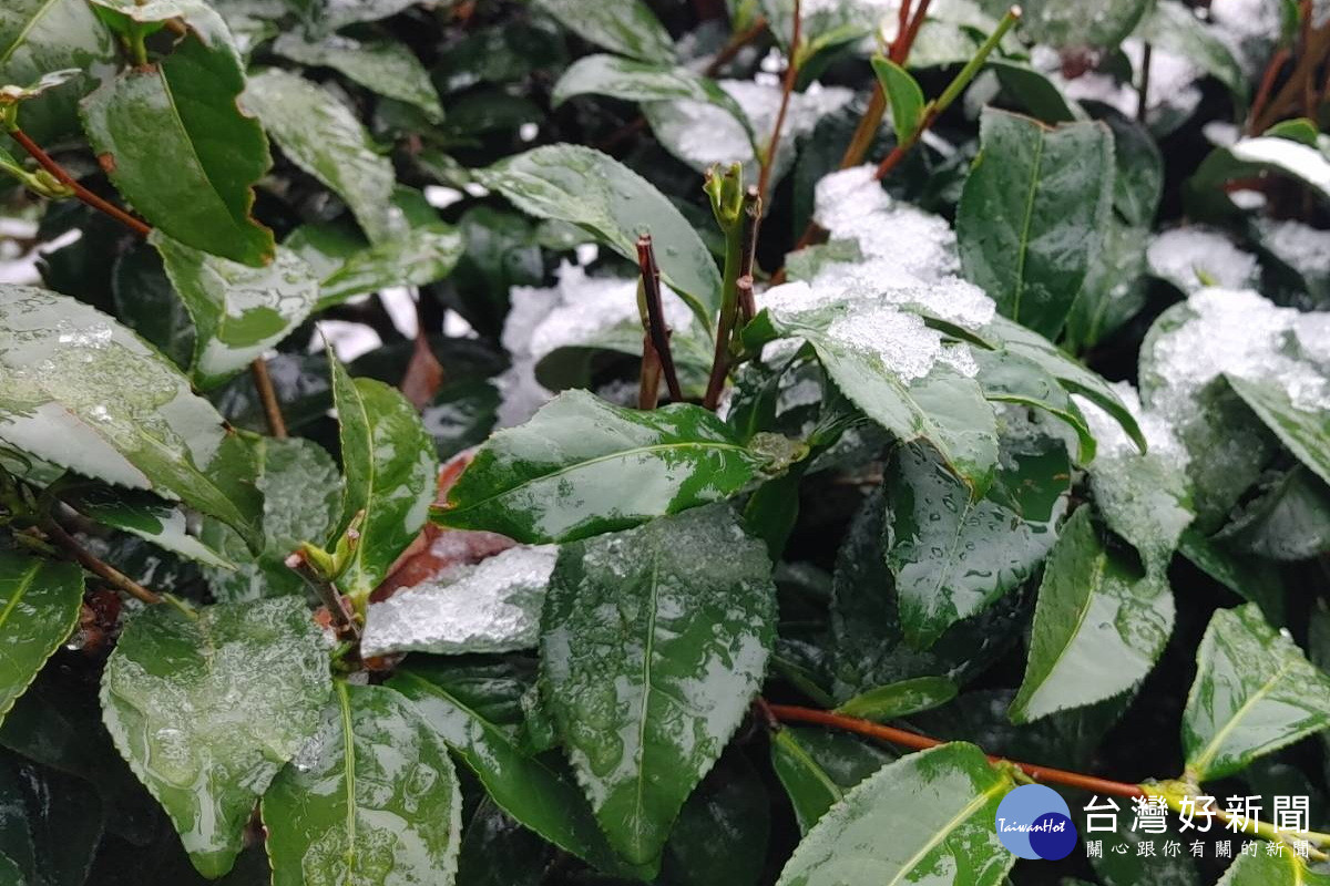 大陸冷氣團來襲，復興上巴陵降雪帶來寒害。